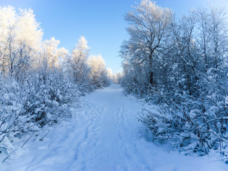 A small path for pedestrians in the winter forest, covered with snow.