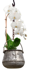 Orchidée dans chaudron suspendu, fond blanc 