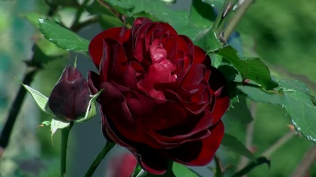 Dunkelrote Rose mit noch dunklerer Knospe bewegt sich im Win