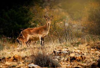 cabra montesa en libertad