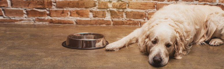 panoramic shot of adorable golden retriever lying near bowl at home