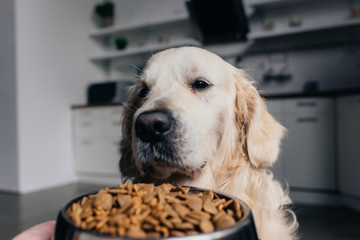 adorable golden retriever looking at bowl with pet food at home