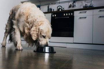 adorable golden retriever dog eating pet food from metal bowl at home