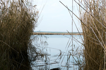 Dry reeds, calm river and white ducks  in the distance.Autumn season in the countryside