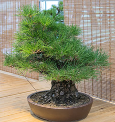 Bonsai tree. Beautiful small pine tree