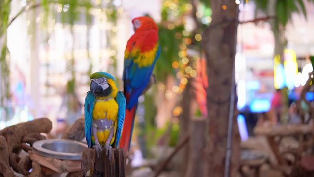 Macaw parrot sitting on the tree branch, blue-and-yellow macaw or Ara ararauna and scarlet macaw.
