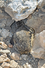 perfekt getarntes Kaninchen hält Siesta zwischen Steinen