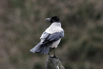 Crow on rock