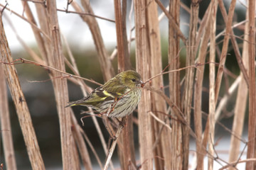 Siskin