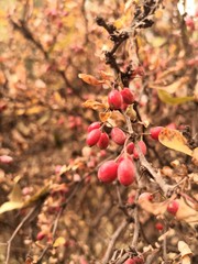 red berries of viburnum on a tree