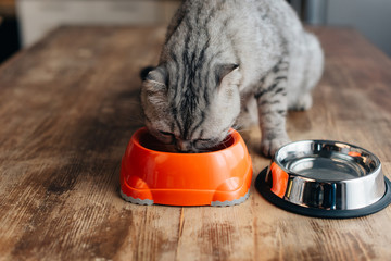 grey scottish fold cat eating pet food on table