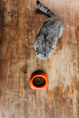 top view of scottish fold cat near bowl with pet food on floor