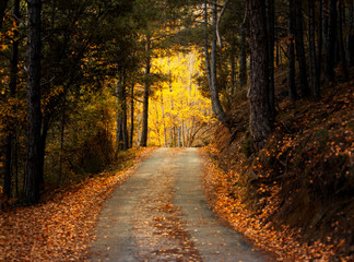 paisaje de carretera en el otoño 