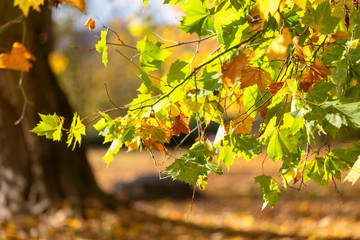 Leaves of tree in an autumn park during a sunny day. Used low depth of field with blurred background.