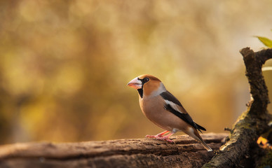 Closeup photo of a beautiful hawfinch bird