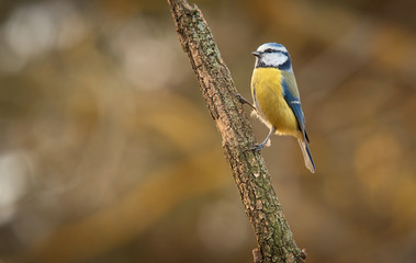 Blue titmouse standing a branch