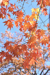 旭川市神楽岡公園の紅葉