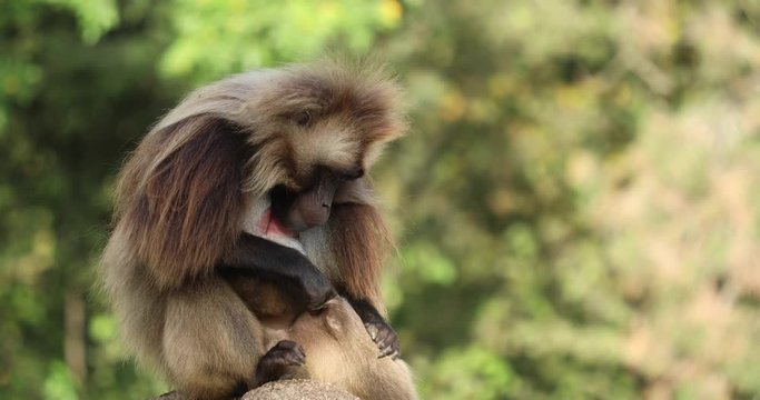 A large male Gelada Baboon (Theropithecus gelada) on a large stone keeping watch and grooming himself.