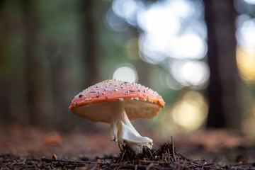 Red Toadstool in forest, Amanita muscaria, known as the fly agaric or fly amanita. Used low depth of field with blurred background.