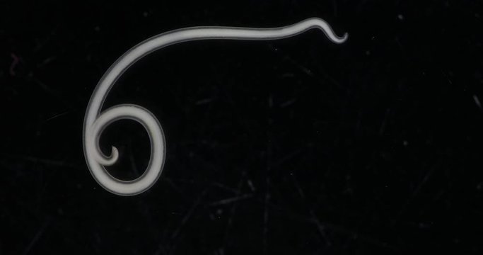 Study  Ascarid nematode of the phylum Nematoda, it is the most common parasitic worm in crab for laboratory testing.