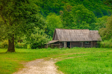 Fototapeta na wymiar Old wooden dilapidated house in a green forest