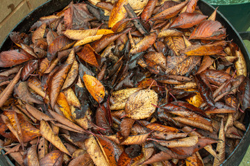 Bin of leaves collected for composting