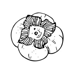 persimmon - tropical fruit illustration. Ripe and sweet Malabar Ebony or Diospyros Malabarica fruits. Hand drawn sketch. Isolated on white background..