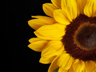 Girasol flor mitad sobre fondo negro. Vista de frente