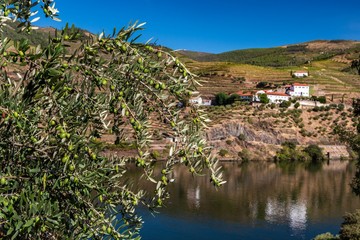 Vineyards of the Douro valley in Portugal.