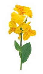 Canna lily yellow flower isolated on white background