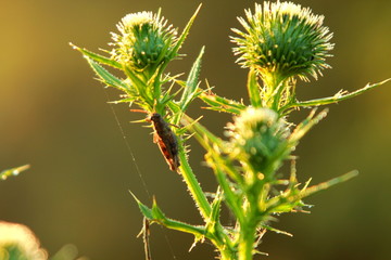 Morning dew on the grass.