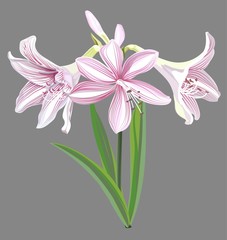 Hippeastrum flower isolated vector illustration