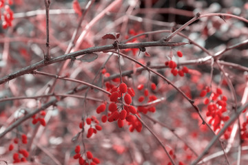 Autumn red wild berries. Selective focus. September, ecological and nature concept photo.