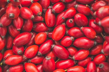 Freshly picked rose hips. Rose hip commonly known as the dog rose 