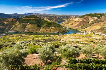 Fototapeta na wymiar View of the vineyards and the Douro River at Pinhao, Portugal.