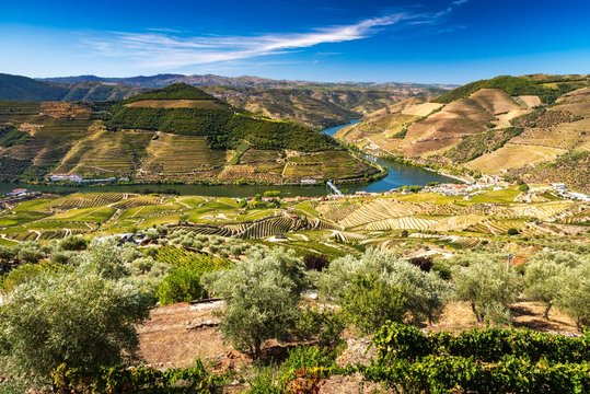 View of the vineyards and the Douro River at Pinhao, Portugal.
