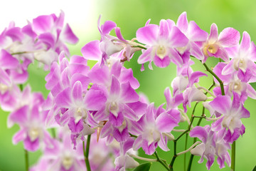 Pink orchid in the nature