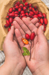 Freshly picked rose hips in the hands of a woman. Rose hip or rosehip, commonly known as the dog rose 
