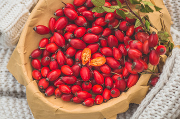Freshly picked rose hips. Rose hip commonly known as the dog rose 