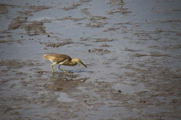 Greater yellowlegs Walking on mud in the mangrove forest
