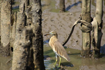 Greater yellowlegs Walking on mud and hunting food in the mangrove forest