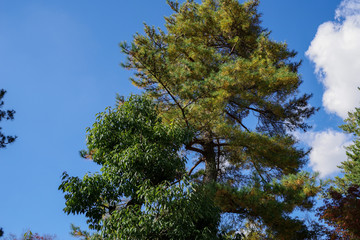 金沢　兼六園