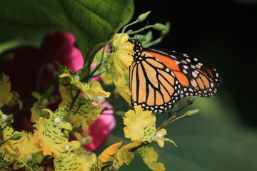 Close up Butterfly