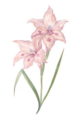 South African Watercolor Flower