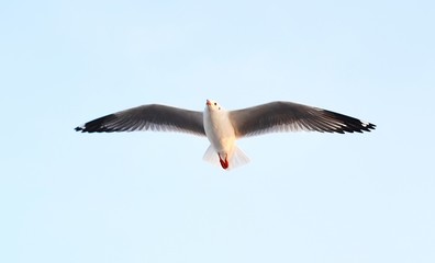 seagull in flight