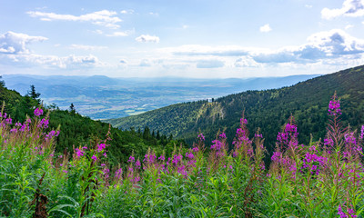 Beautiful mountain vegetation. Colorful flowers in a meadow at the top. Western Carpathians,...