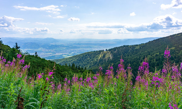Beautiful mountain vegetation. Colorful flowers in a meadow at the top. Western Carpathians, Slovakia, Little Fatra. Mountain view