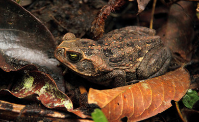 Fototapeta premium The largest toad in the world cane toad Rhinella marina, also known as the giant neotropical toad