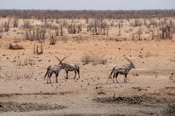 Fototapeta na wymiar herd of oryxes