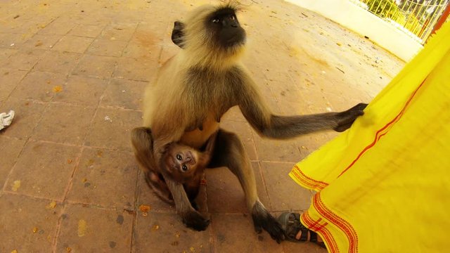 female langur monkey with baby pulls by woman's clothes male drives away mother and ask food itself close up city park Kolkata